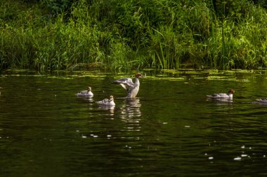 Güzel genç büyük tepeli batağan kuşlar nehirde yüzme. Kuşlar, ülke yatay.