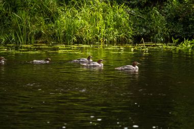 Güzel genç büyük tepeli batağan kuşlar nehirde yüzme. Kuşlar, ülke yatay.