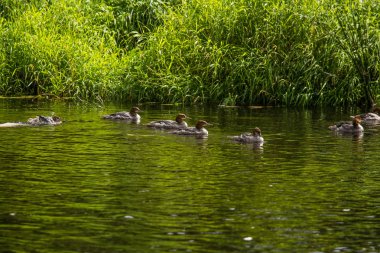 Güzel genç büyük tepeli batağan kuşlar nehirde yüzme. Kuşlar, ülke yatay.