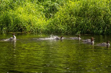 Güzel genç büyük tepeli batağan kuşlar nehirde yüzme. Kuşlar, ülke yatay.