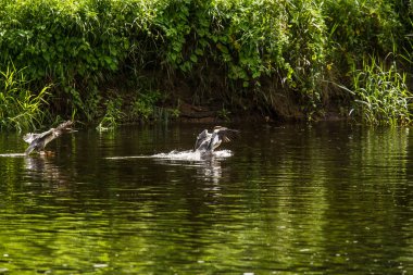 Güzel genç büyük tepeli batağan kuşlar nehirde yüzme. Kuşlar, ülke yatay.