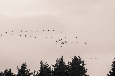 Bir güzel oluşumunda bir göçmen kuşlar sonbahar. Sonbaharda güneye uçtuğu vinçler. Tek renkli fotoğraf.