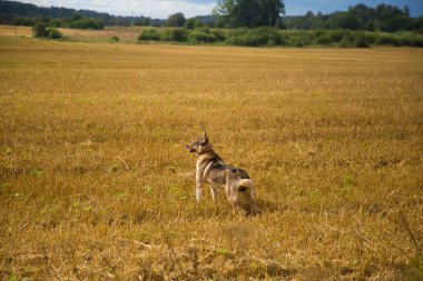 Dostça bir kurt alanını boş vaktinizi av köpeği gibi. Kırsal kesimde köpek yürüyüş.