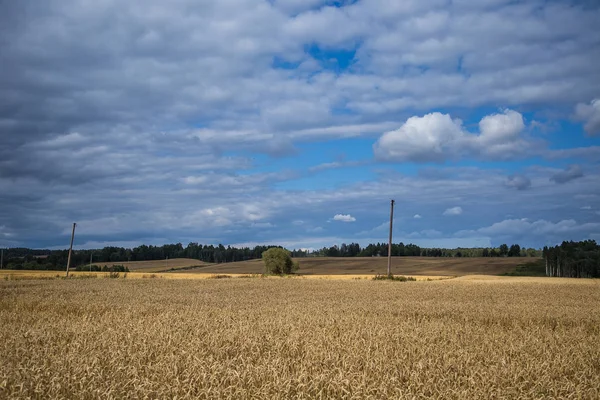 Un hermoso paisaje rural con campos de trigo que se extienden a lo lejos. Paisajes rurales inspiradores al final del verano . —  Fotos de Stock