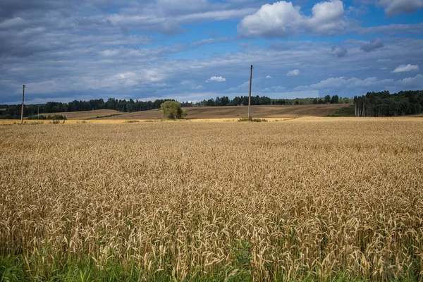 Μια όμορφη χώρα τοπίο με ένα χωράφια σιταριού που εκτείνεται σε απόσταση. Εμπνέοντας αγροτικό τοπίο στο τέλος του καλοκαιριού. — Φωτογραφία Αρχείου