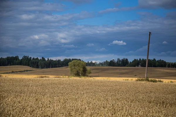 Μια όμορφη χώρα τοπίο με ένα χωράφια σιταριού που εκτείνεται σε απόσταση. Εμπνέοντας αγροτικό τοπίο στο τέλος του καλοκαιριού. — Φωτογραφία Αρχείου