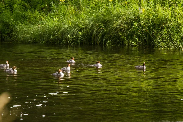 Güzel genç büyük tepeli batağan kuşlar nehirde yüzme. Kuşlar, ülke yatay.