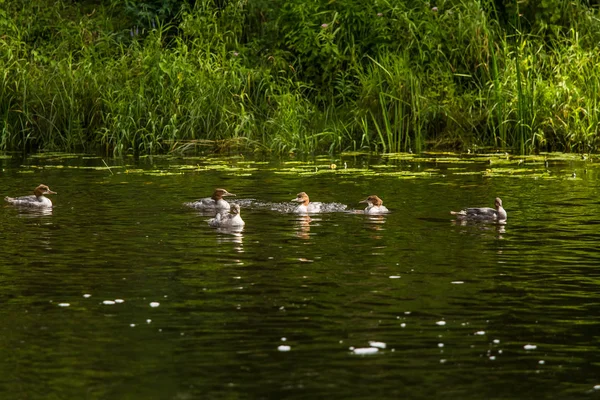 Güzel genç büyük tepeli batağan kuşlar nehirde yüzme. Kuşlar, ülke yatay.