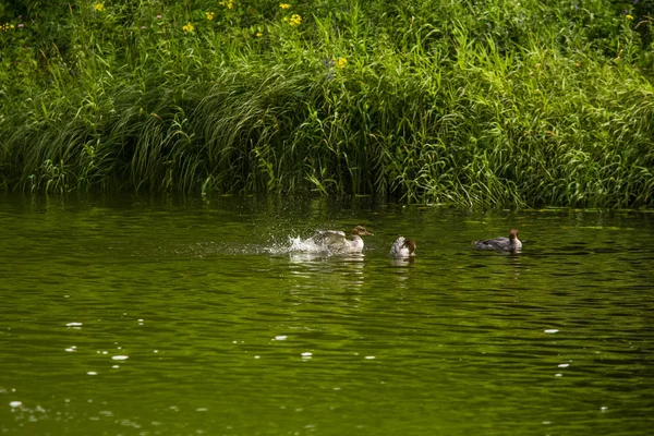 Güzel genç büyük tepeli batağan kuşlar nehirde yüzme. Kuşlar, ülke yatay.