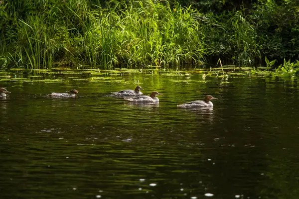 Güzel genç büyük tepeli batağan kuşlar nehirde yüzme. Kuşlar, ülke yatay.