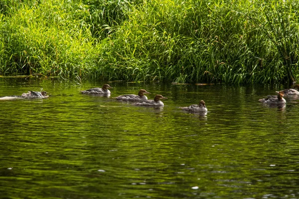 Güzel genç büyük tepeli batağan kuşlar nehirde yüzme. Kuşlar, ülke yatay.