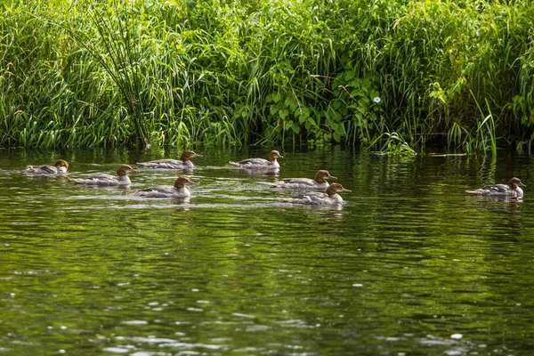 Όμορφη νεαρή μεγάλη λοφιοφόρη κολύμβις πουλιά κολύμπι στον ποταμό. Τοπίο της χώρας, με τα πουλιά. — Φωτογραφία Αρχείου
