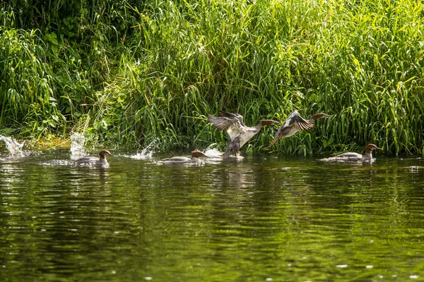 Güzel genç büyük tepeli batağan kuşlar nehirde yüzme. Kuşlar, ülke yatay.