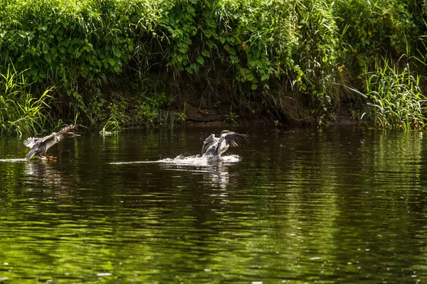 Güzel genç büyük tepeli batağan kuşlar nehirde yüzme. Kuşlar, ülke yatay.