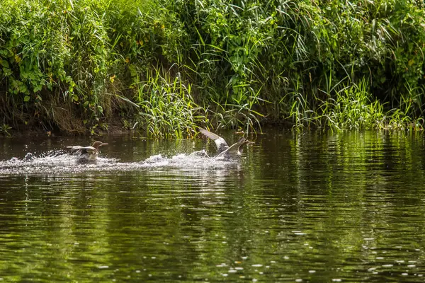 Schöne junge Haubentaucher, die im Fluss schwimmen. Landschaft mit Vögeln. — Stockfoto