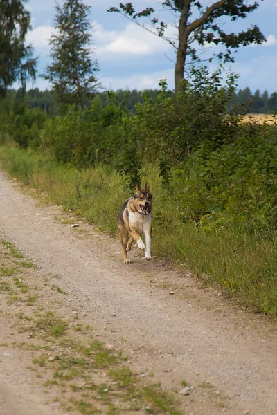 Dostça bir kurt alanını boş vaktinizi av köpeği gibi. Kırsal kesimde köpek yürüyüş.