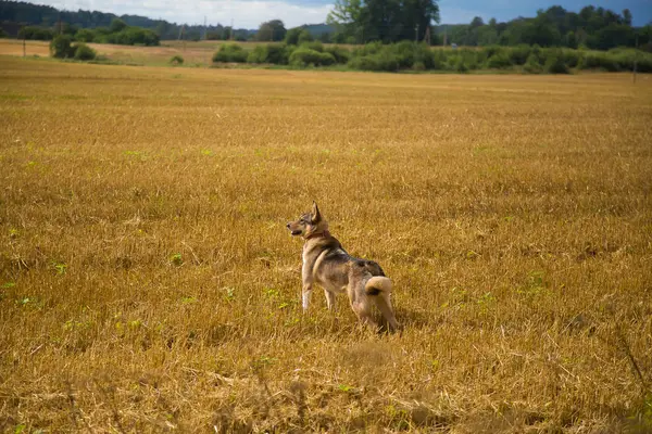 Dostça bir kurt alanını boş vaktinizi av köpeği gibi. Kırsal kesimde köpek yürüyüş.