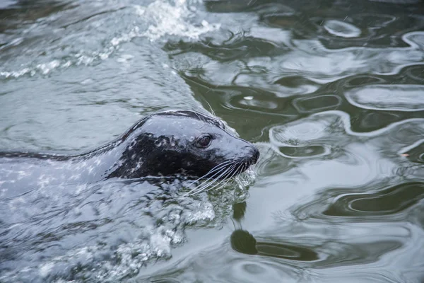 El retrato hermoso de las focas en el agua en invierno —  Fotos de Stock