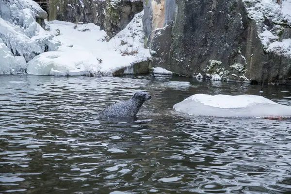 El retrato hermoso de las focas en el agua en invierno —  Fotos de Stock