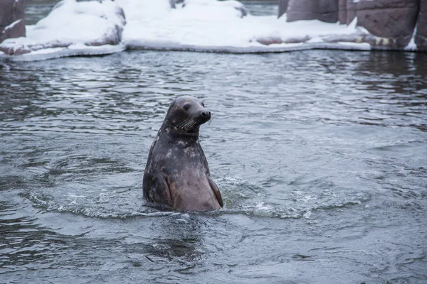 Ein schönes Porträt von Robben im Wasser im Winter — Stockfoto