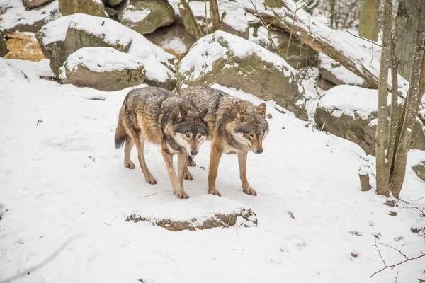 Lobos grises en un invierno escandinavo — Foto de Stock