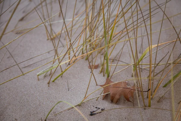 Un beau paysage de dunes sur le littoral de la mer Baltique — Photo