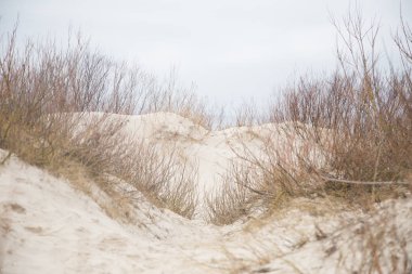Tepeleri Baltık Denizi sahil şeridi üzerinde güzel bir manzara