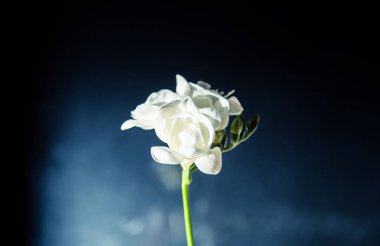 Karanlık bir arka plan üzerinde güzel bir beyaz Frezya