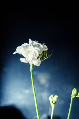 Karanlık bir arka plan üzerinde güzel bir beyaz Frezya