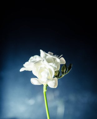 Karanlık bir arka plan üzerinde güzel bir beyaz Frezya