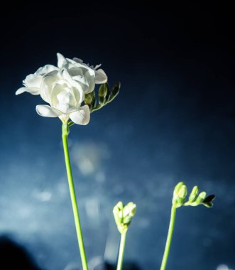 Karanlık bir arka plan üzerinde güzel bir beyaz Frezya