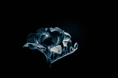 Beyaz Frezya güzel bir siyah beyaz fotoğraf