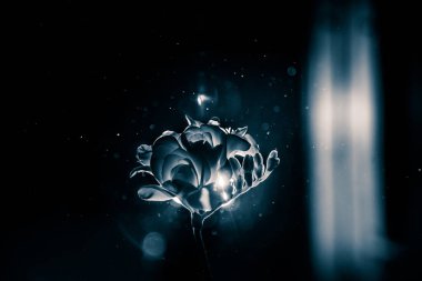 Beyaz Frezya güzel bir siyah beyaz fotoğraf