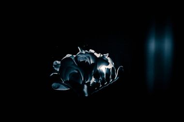 Beyaz Frezya güzel bir siyah beyaz fotoğraf