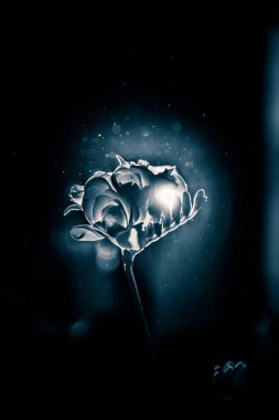 Beyaz Frezya güzel bir siyah beyaz fotoğraf