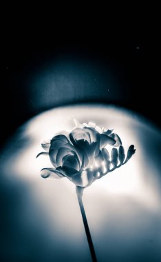 Beyaz Frezya güzel bir siyah beyaz fotoğraf