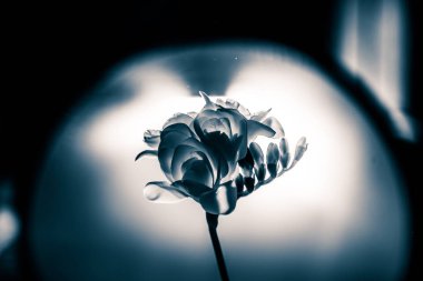 Beyaz Frezya güzel bir siyah beyaz fotoğraf