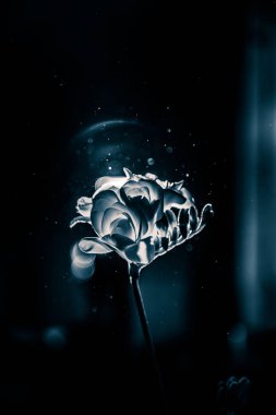 Beyaz Frezya güzel bir siyah beyaz fotoğraf