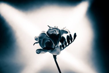 Beyaz Frezya güzel bir siyah beyaz fotoğraf