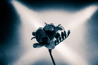 Beyaz Frezya güzel bir siyah beyaz fotoğraf