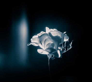 Beyaz Frezya güzel bir siyah beyaz fotoğraf