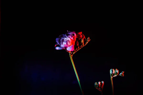 A beautiful white freesia on a dark background lit with red and blue light — Stock Photo, Image