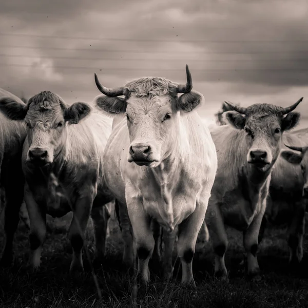 Una hermosa vaca blanca en el campo. Paisaje rural con ganado . —  Fotos de Stock