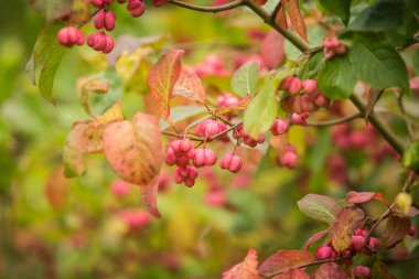 İğ ağacı doğal ortamlarında güzel bir pembe meyvelerini. İğ şube sonbaharda doğal zemin üzerine.