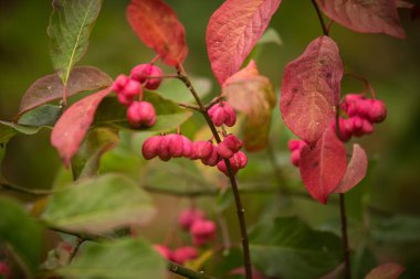 İğ ağacı doğal ortamlarında güzel bir pembe meyvelerini. İğ şube sonbaharda doğal zemin üzerine.