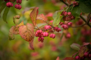 İğ ağacı doğal ortamlarında güzel bir pembe meyvelerini. İğ şube sonbaharda doğal zemin üzerine.