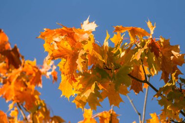 Güzel, renkli sonbahar yaprakları Park akçaağaç ağaç. Canlı renkler sonbahar ağaç. Güzel sonbahar sahne.