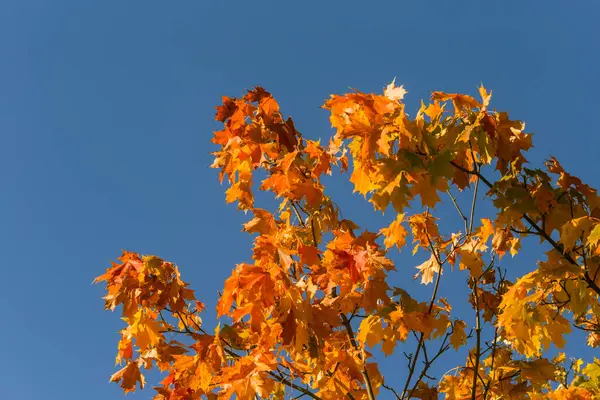 Güzel, renkli sonbahar yaprakları Park akçaağaç ağaç. Canlı renkler sonbahar ağaç. Güzel sonbahar sahne.