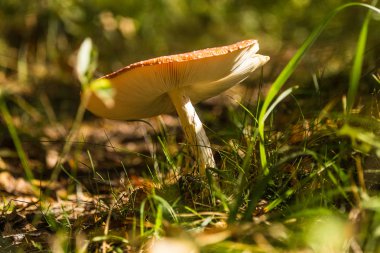 Bir güzel kırmızı sinek agaric orman büyüyen. Amanita muscaria closeup bir orman katta. Kuzey Avrupa'da tipik sonbahar sahne.