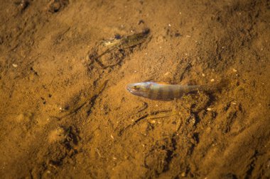 Küçük ortak levrek sığ sularda mücadele. Güzel küçük balık nehirde yüzme. Riverside sahne.